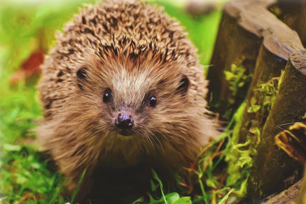 British hedgehog