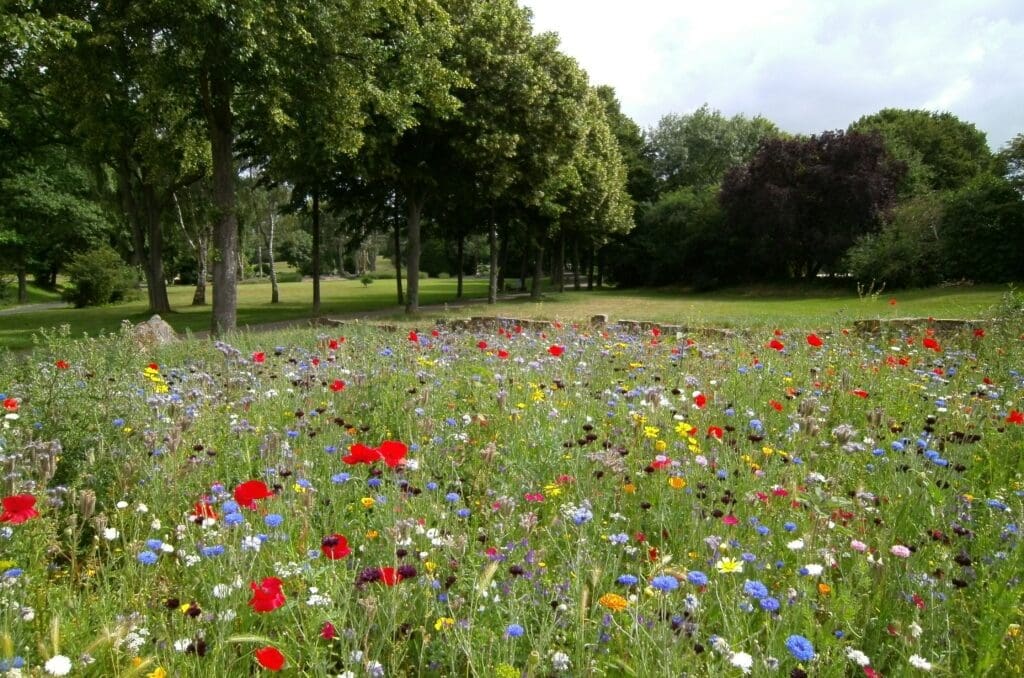 Wildflower meadow